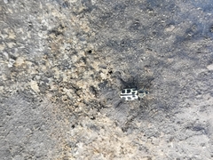 Astylus atromaculatus