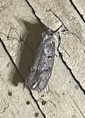 Heteromicta pachytera