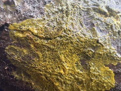 Badhamia utricularis