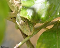 Chamaeleo chamaeleon