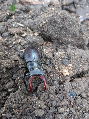 Lucanus cervus