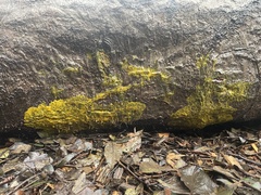 Badhamia utricularis