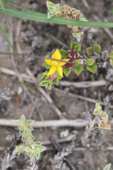 Aizoon rigidum