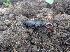Lucanus cervus