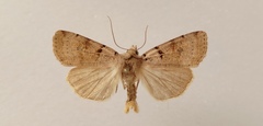 Eugnorisma depuncta
