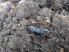 Lucanus cervus
