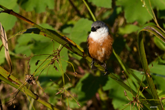 Sporophila palustris