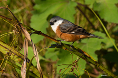 Sporophila palustris