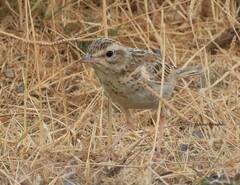 Anthus campestris