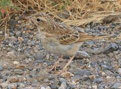 Anthus campestris