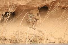 Athene noctua