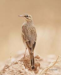 Anthus campestris