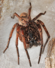 Tomopisthes horrendus