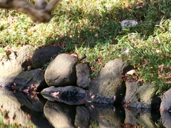 Motacilla cinerea cinerea