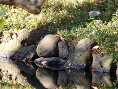 Motacilla cinerea cinerea