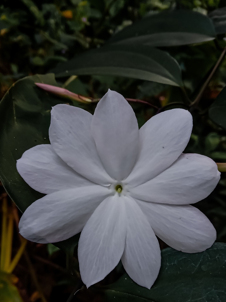 Jasminum nobile (Jasminum nobile)