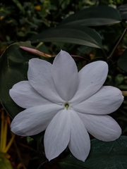 Jasminum nobile