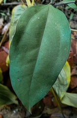 Jasminum nobile