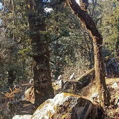 Semnopithecus schistaceus