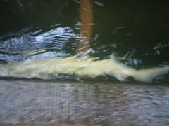 Cyprinus rubrofuscus