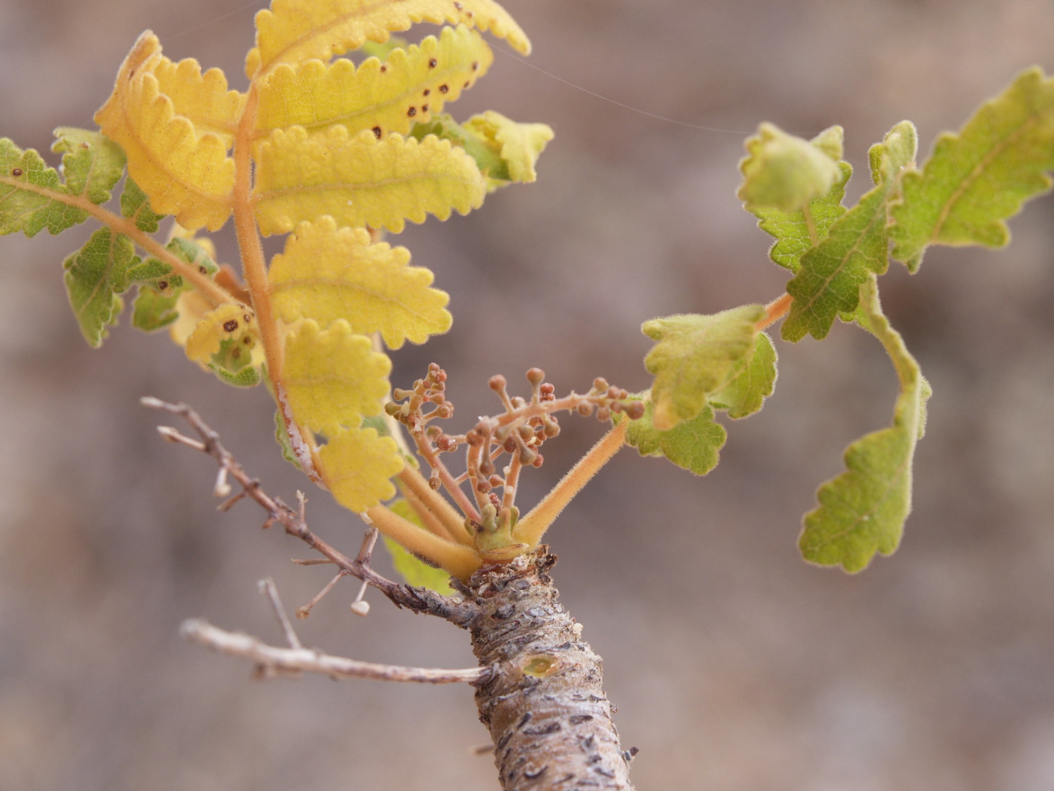 Boswellia samhaensis Thulin & Scholte