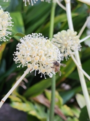 Apis cerana japonica