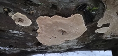Phellopilus nigrolimitatus