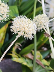 Apis cerana japonica