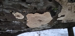 Phellopilus nigrolimitatus