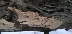 Phellopilus nigrolimitatus