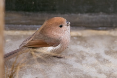 Sinosuthora webbiana