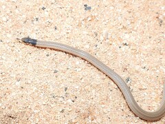 Aparallactus capensis