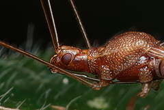 Berytidae