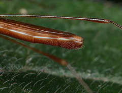 Berytidae