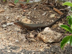 Matobosaurus validus