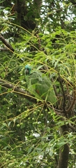 Amazona aestiva