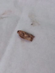 Epiphyas postvittana