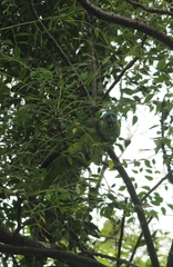 Amazona aestiva