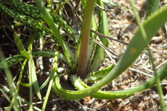 Aloe jeppeae