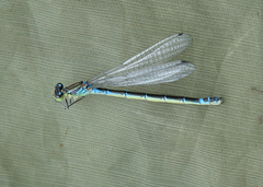 Coenagrion lunulatum