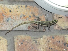 Platysaurus intermedius