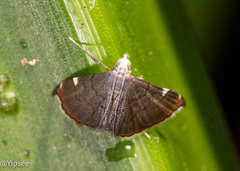 Cangetta hartoghialis