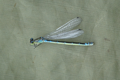 Coenagrion lunulatum