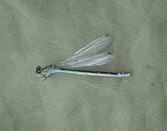 Coenagrion lunulatum