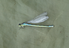 Coenagrion lunulatum
