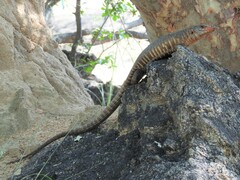 Matobosaurus validus
