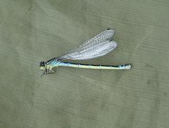Coenagrion lunulatum