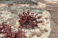 Crassula setulosa