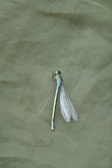 Coenagrion lunulatum