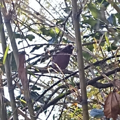 Carpodacus rodopeplus